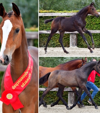 Online Foal Auction