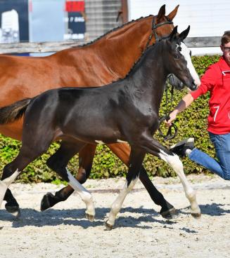 BWP Elite Foal Auction