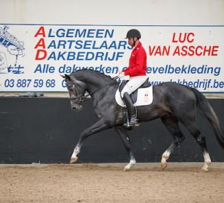 BWP-goedgekeurde hengst Panthero vd Vogelzang wint eerste cycluswedstrijd met Domien Michiels