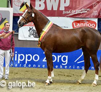 Dinsdag 30 september: Infomoment exterieur van een paard door Stefaan De Smet