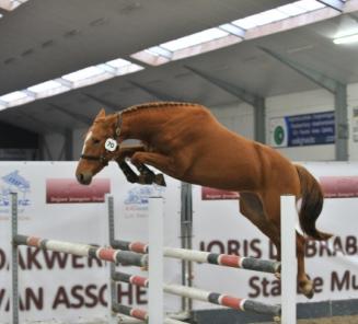 Inschrijvingen Belgian Youngster Trials geopend