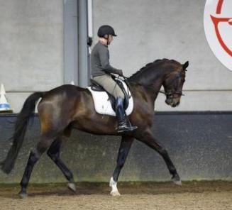 Drie nieuwe combinaties voor het dressuurkader