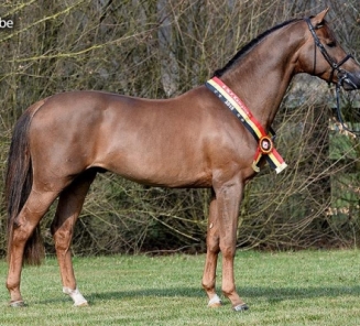 Dekking voor beste merrie Corsendonk Dressage Cup, levert dressuurkampioen BWP hengstenkeuring