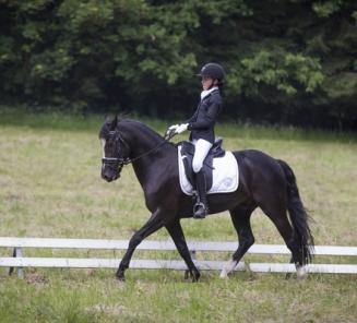Matcho D van Prinsenhof?s geselecteerd voor EK dressuur pony?s Matcho D van Prinsenhof?s geselecteerd voor EK dressuur pony?s
