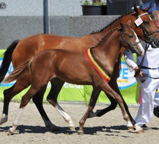 25 ponyveulens op Nationaal Veulenkampioenschap BRp