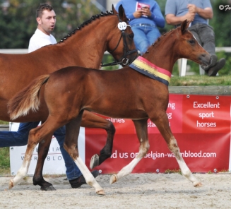 Veulenkampioenschap: de ponykampioenen