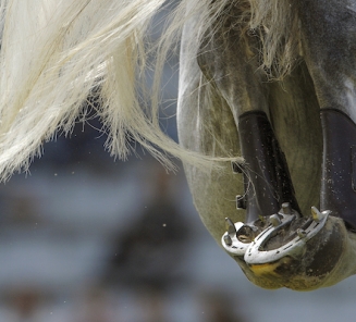 springen jumping hengstenkeuring