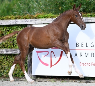 Online Foal Auction - Aphrodite