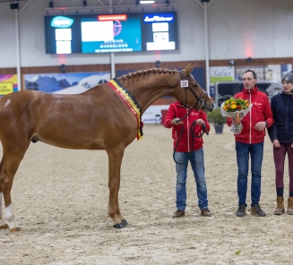 derde fase hengstenkeuring 2024