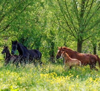 voorwoord EquiTime