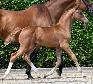 elite foal auction