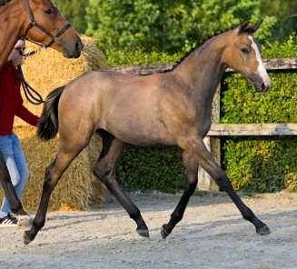 online foal auction