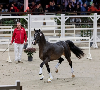 Hengstenkeuring