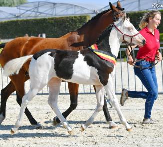 De BRp-veulenkampioenen: Banana Van t Neerhof, Bon Cremell Royale 'S' Van Prinsenhof's, Be Splashed v/d Spelonck