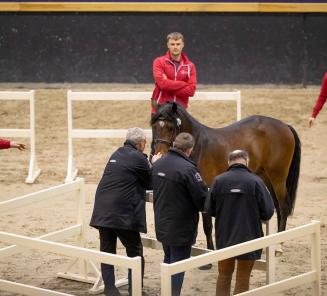 Het coronavirus heeft onze ponyfokkerij in haar hart geraakt!