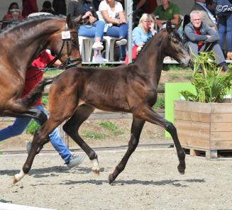 BWP-kampioenveulen 2018 nu goedgekeurd voor Westfalen