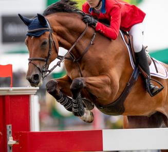 Wandor vd Mispelaere-zoon Hester (alias Fruehling van d'Avrije) beste BWPer in GP Wellington