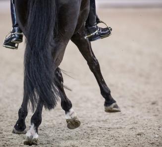 Selectie WK jonge dressuurpaarden: BWP levert 25% van de deelnemers