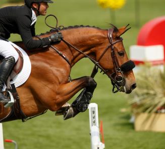 Opnieuw Gazelle ter Elzen in GP Wellington