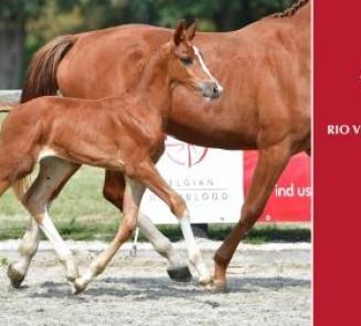 Biedingen BWP Online Foal Auction van start