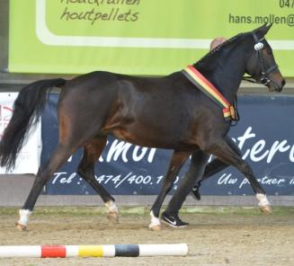 BWP heer en meester in Hamburg