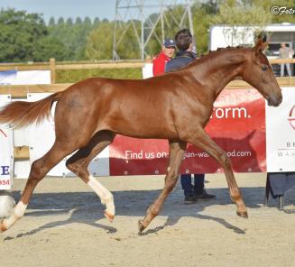 BRp-goedgekeurde Kamirez van Orchids en Connemara Goliath vd Groenweg naar EK ponys!