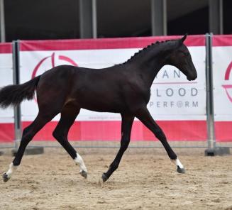 Saga van de Voortakker is veilingtopper van de BWP Online Foal Auction