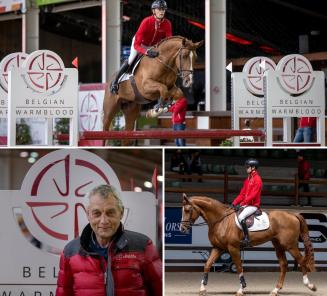 BWP Hengstenkeuring: de goedgekeurde 3-jarige springhengsten