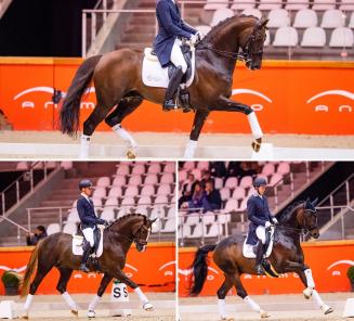 Deze hengsten showen zich tijdens het BWP DressuurGala