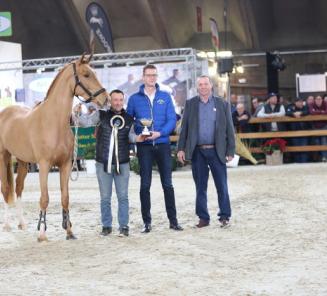 BWPer Pop Star vd Schelpenhoeve beste in finale vrijspringen Mechelen BWPer Pop Star vd Schelpenhoeve beste in finale vrijspringen Mechelen