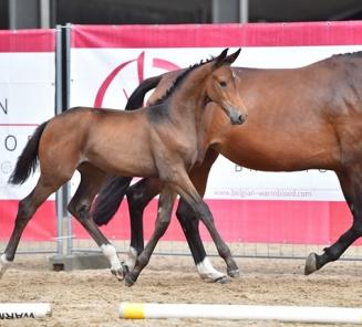 Inschrijvingen Fokkerijdag Limburg open