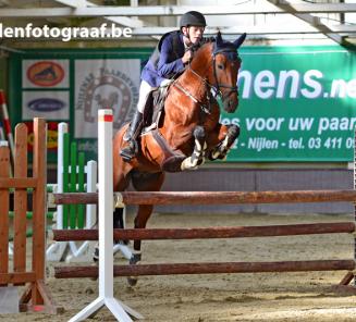 Nationaal Bestgaande Rijpony: de kampioenen nog eens op een rijtje met foto!