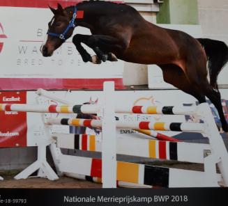 GEWEST TORHOUT/PITTEM IN BEELD OP DE NATIONALE MERRIEKEURING EN VRIJSPRINGEN